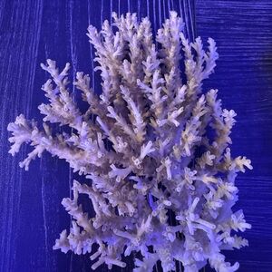 Elegant White Coral Decor